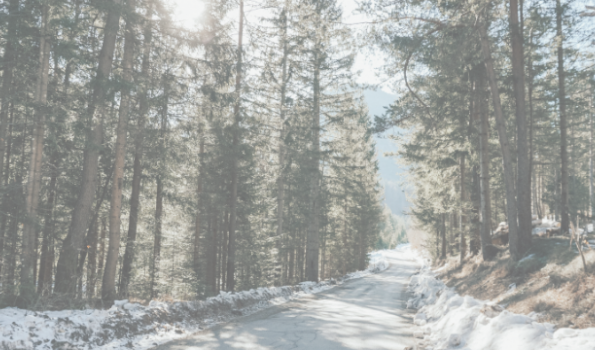 snowy winter road in the woods
