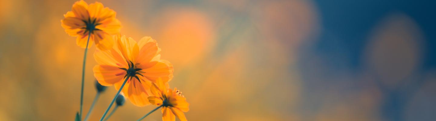 Background image of warm sunny scene of poppy flowers
